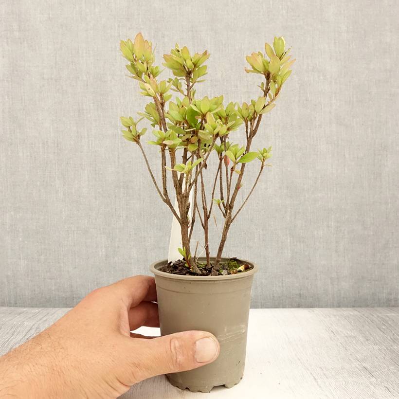 Promesse de Fleurs - Azalée japonaise - Azalea japonica Arabesk Godet de 8/9 cm - Image 2