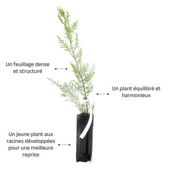 Cyprès de Leyland (Cupressocyparis leylandii) - Godet - Taille 20/40cm - Pépinières Naudet - Image 3