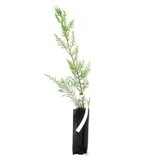 Cyprès de Leyland (Cupressocyparis leylandii) - Godet - Taille 20/40cm - Pépinières Naudet - Image 2