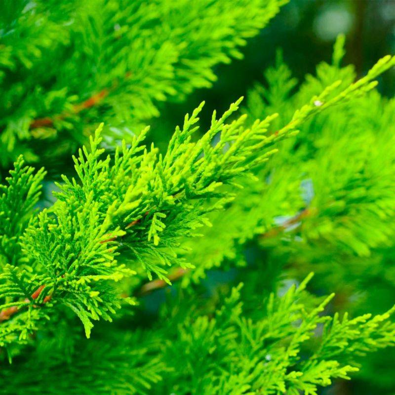 Cyprès de Leyland (Cupressocyparis leylandii) - Godet - Taille 20/40cm - Pépinières Naudet - Image 1
