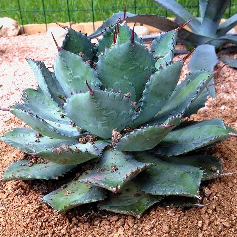 Agave isthmensis Pot de 10 cm/11cm