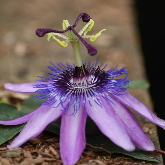 Passiflore Purple Passion® à fleurs Mauve - feuillage Caduc - Pot de 3L - Echelle bambou 60/120 cm- hauteur à maturité De 2,50 m à 3,00 m - Image 1