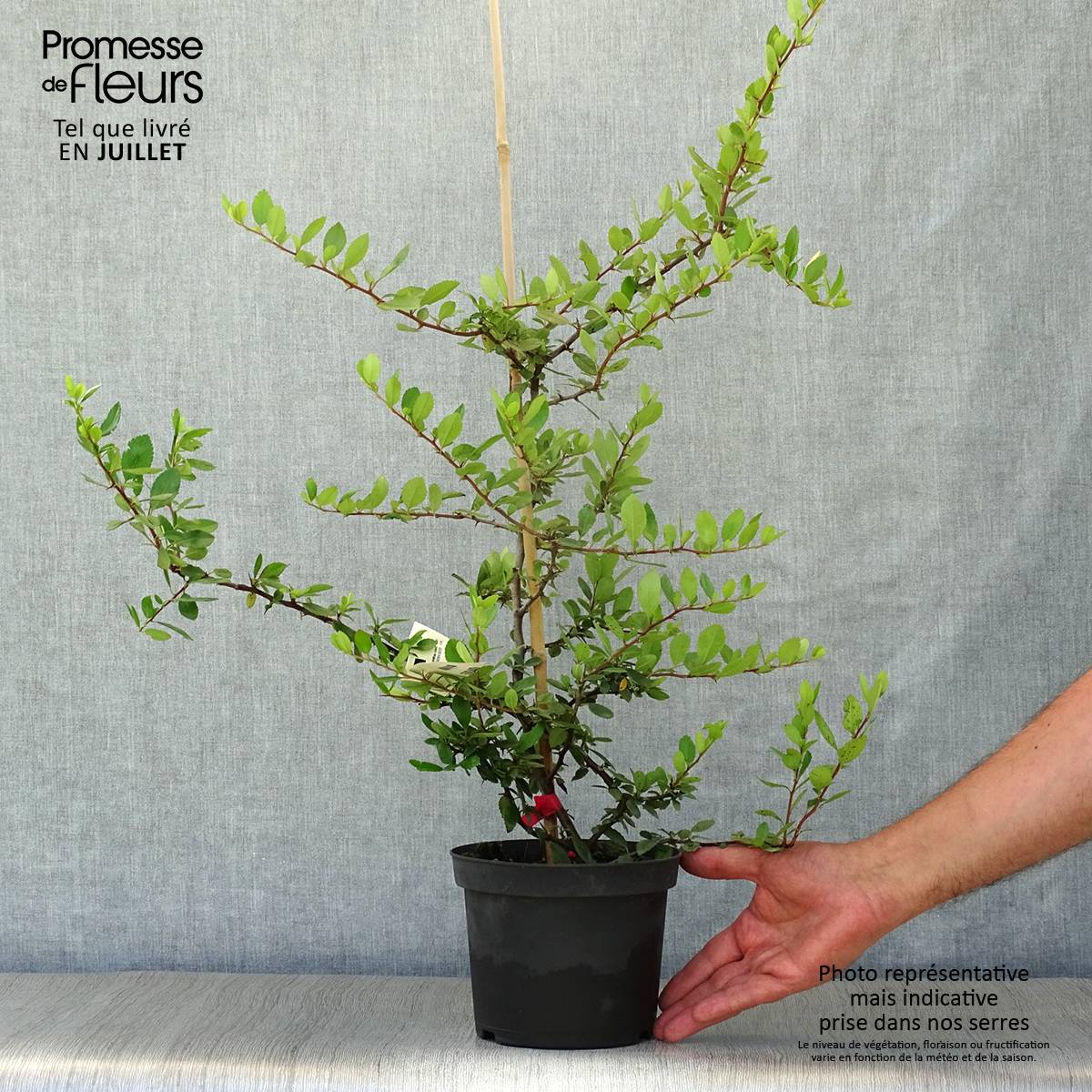 Pyracantha coccinea Red Column - Buisson ardent Red Column Pot de 2L/3L - Image 2