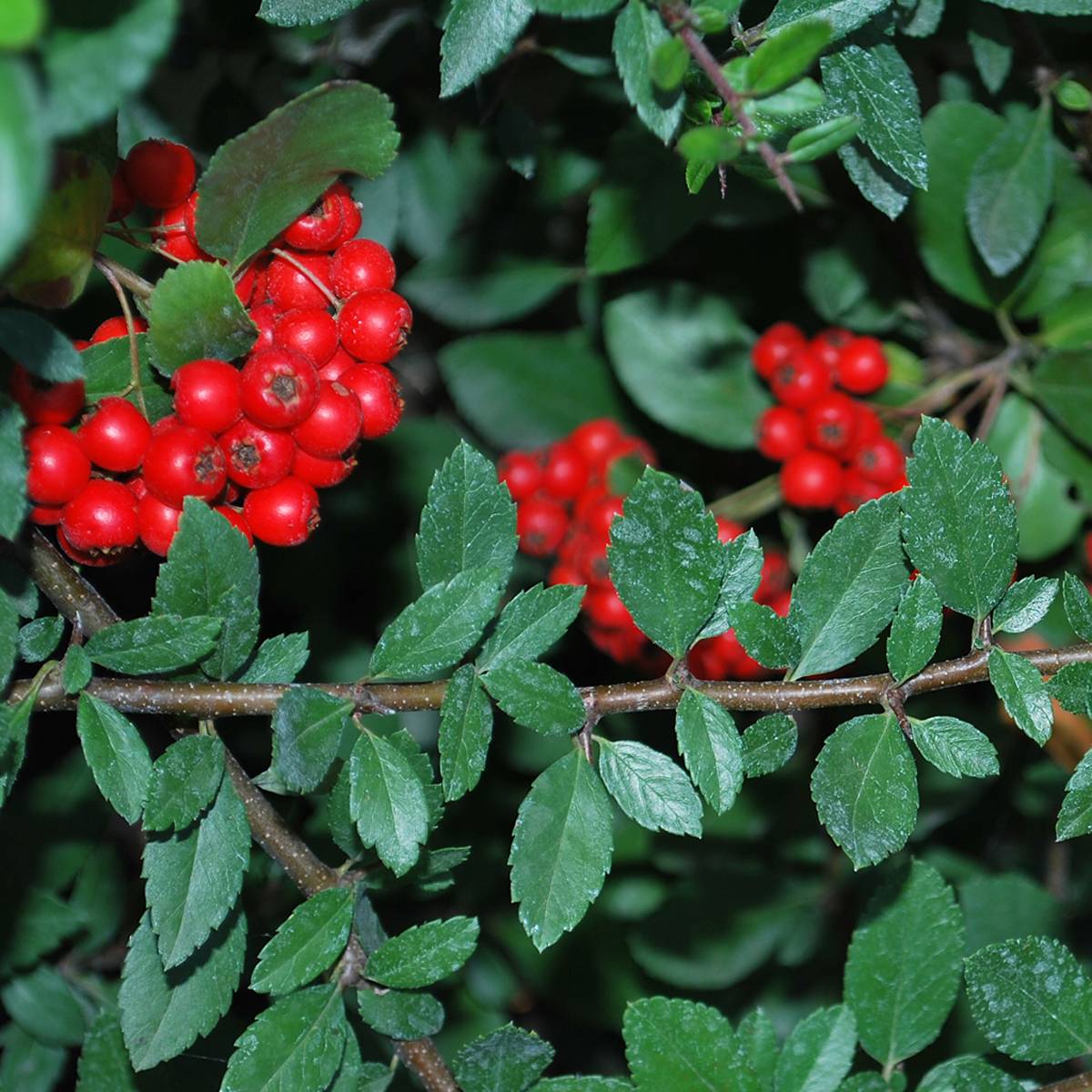 Pyracantha coccinea Red Column - Buisson ardent Red Column Pot de 2L/3L - Image 1