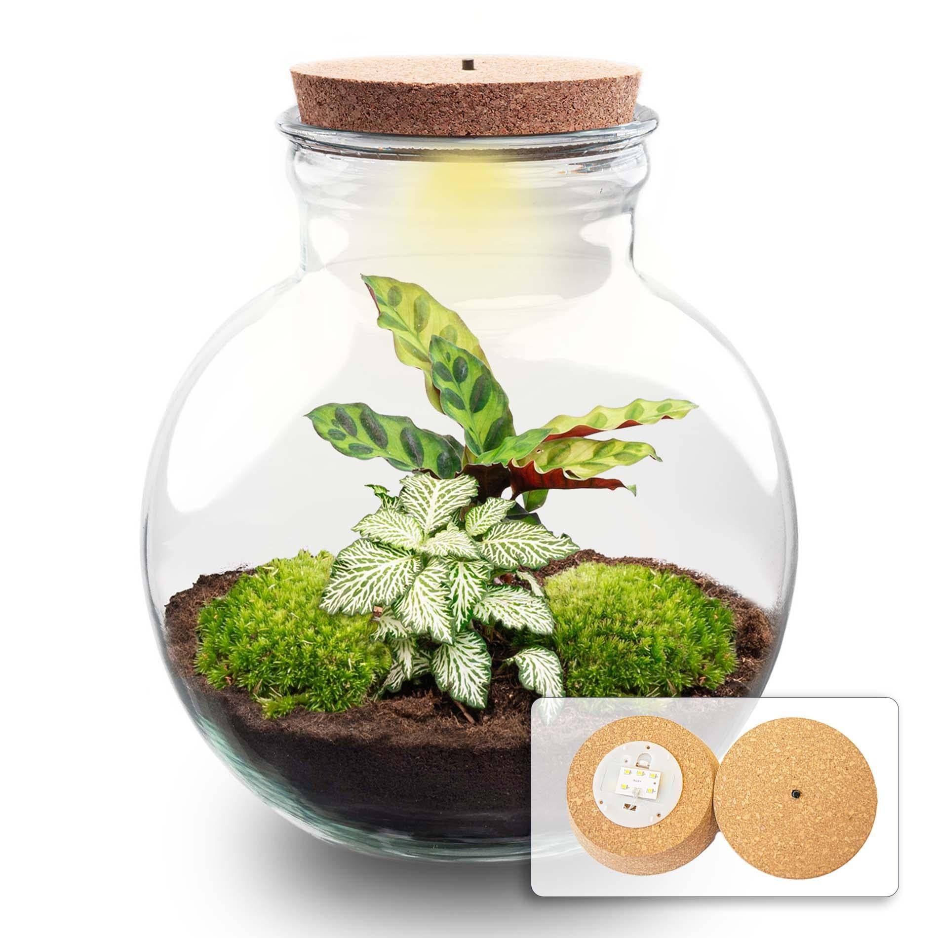 Diy Planten Terrarium (Avec Licht) - D25 H25cm - Image 1