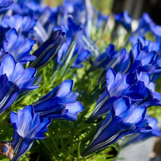 Gentiane sino-ornata bleue à floraison automnale, Gentiana Godet de 8/9 cm