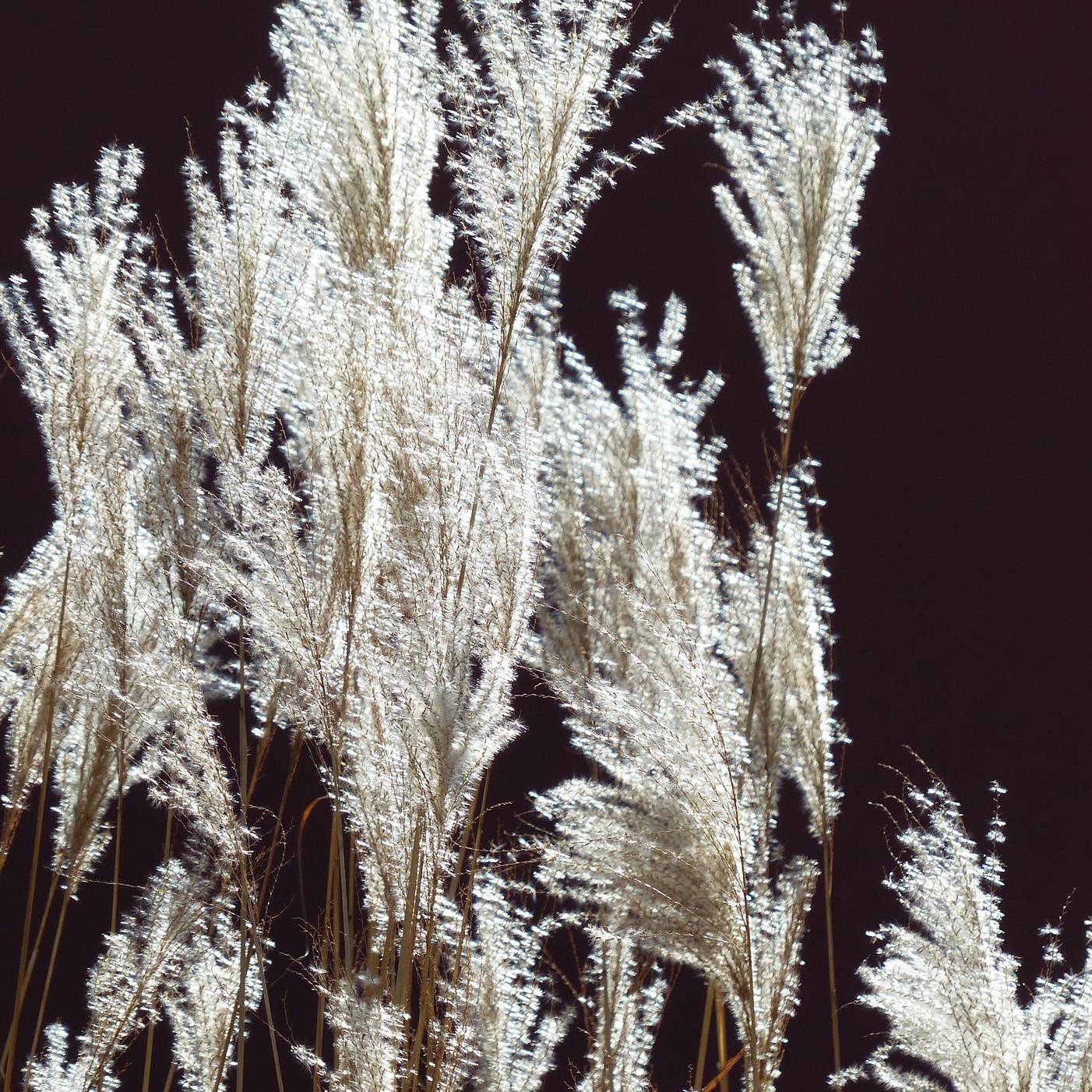 Miscanthus sinensis Silberfeder - Roseau de Chine Pot de 2L/3L