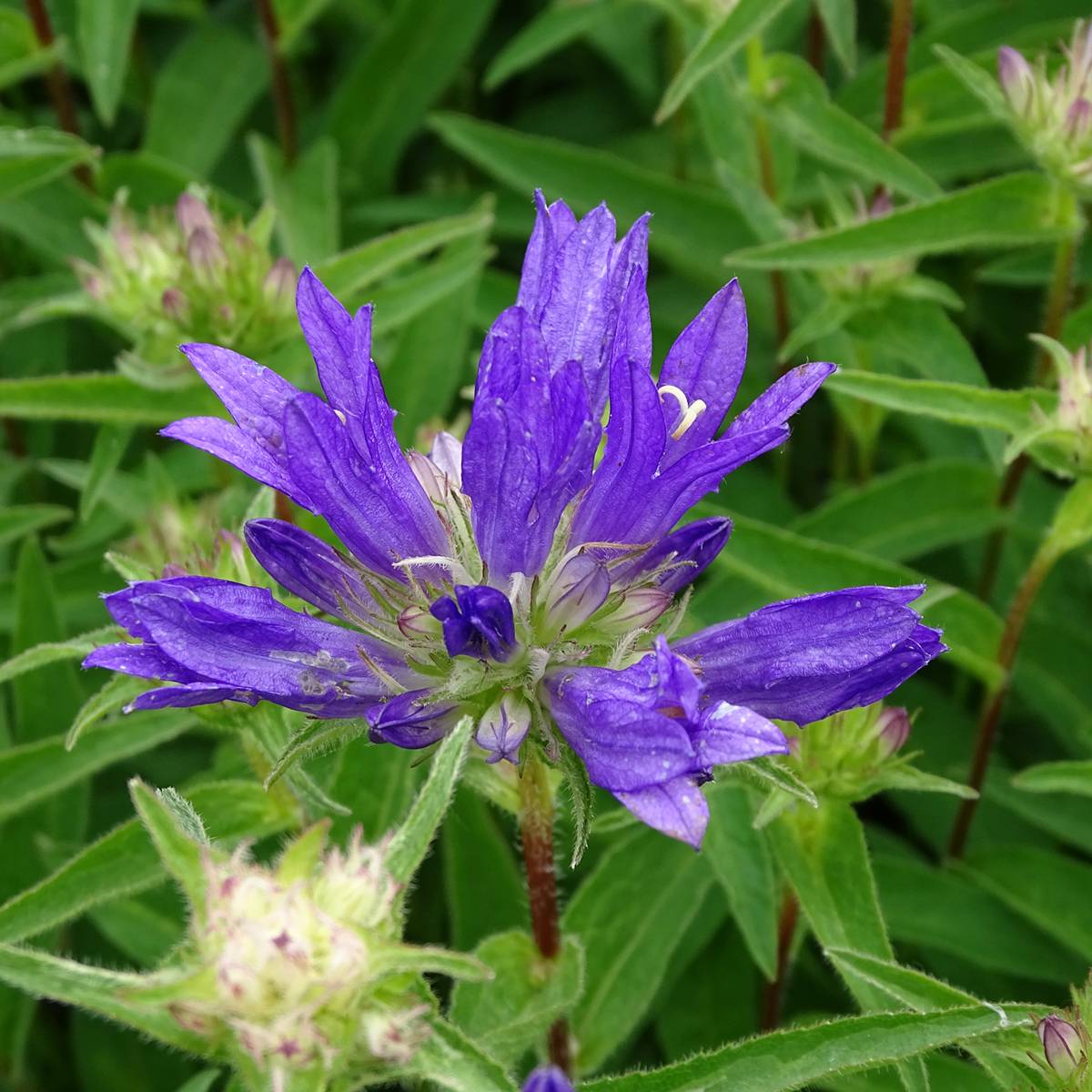 Campanula glomerata Genti Twisterbell Godet de 8/9 cm