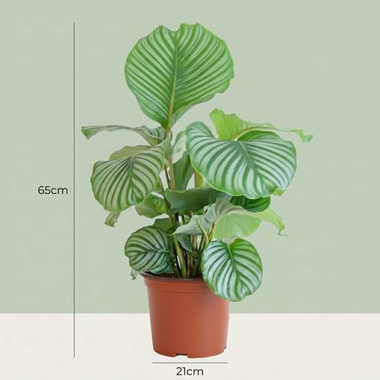 Calathea Orbifolia - D21 H70cm - Image 4