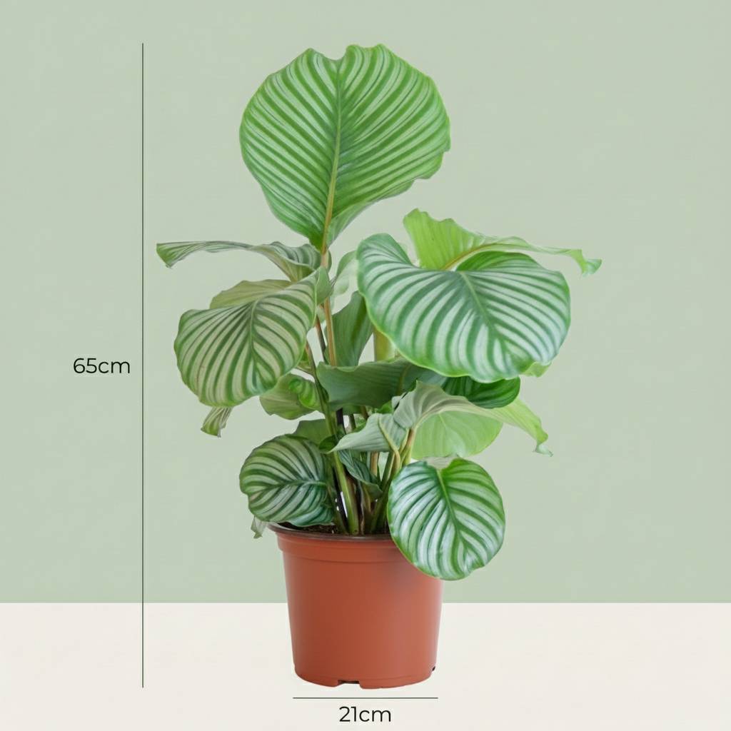 Calathea Orbifolia - D21 H70cm - Image 4