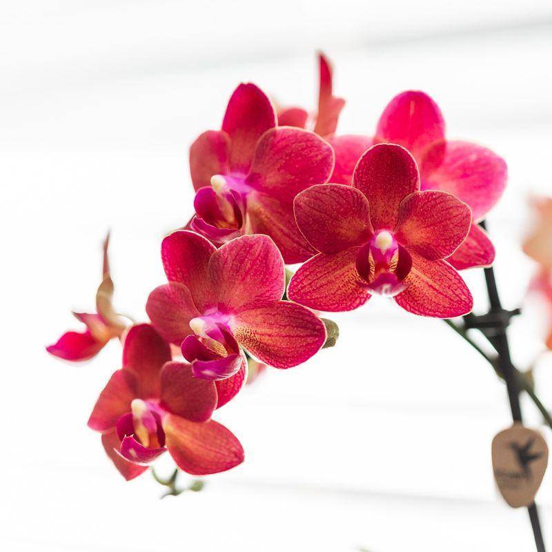 La Green Touch - Orchidée Phalaenopsis Congo rouge et son pot- La Green Touch Beige - Hauteur 35cm - Image 6