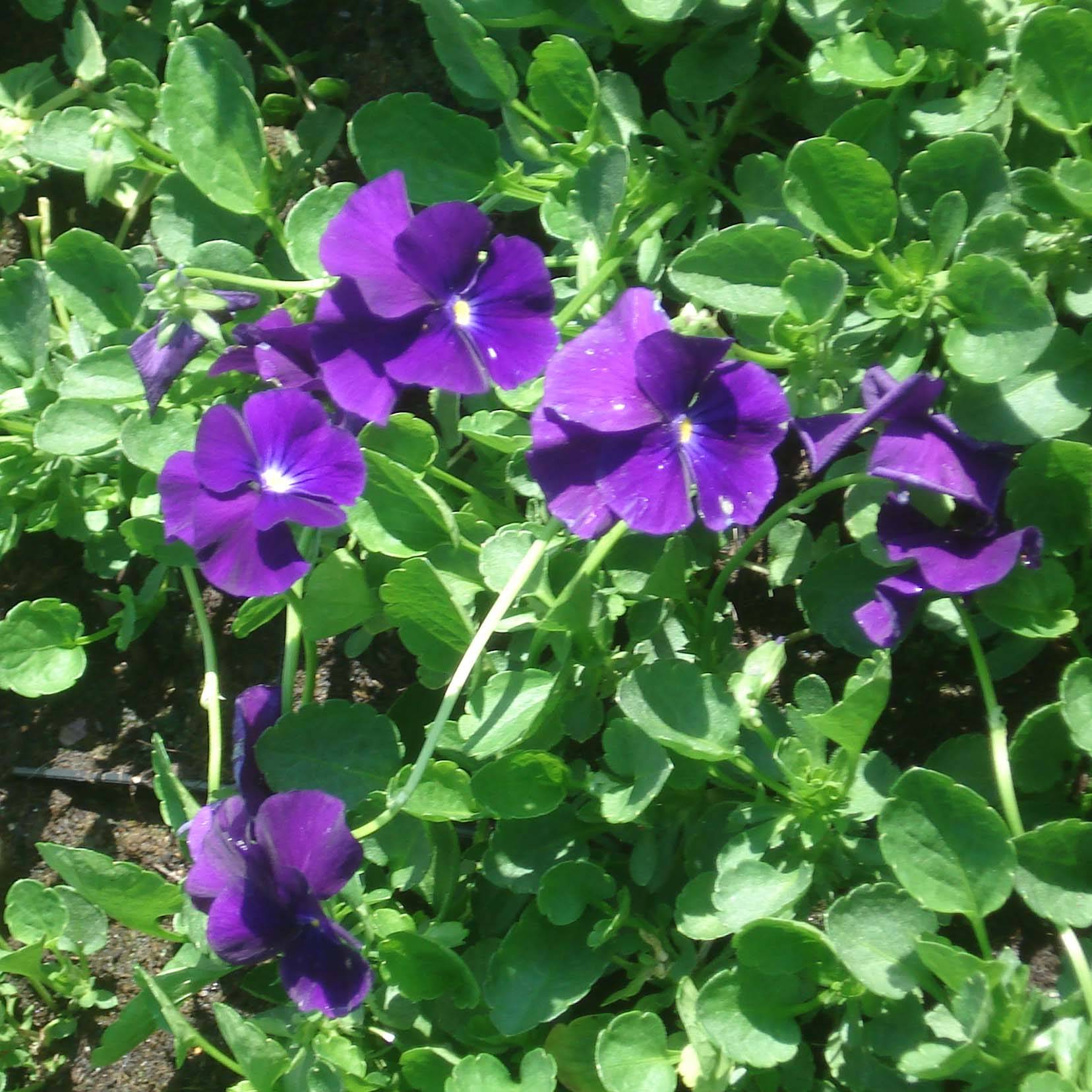 Viola cornuta Martin - Pensée à Cornes Godet de 8/9 cm