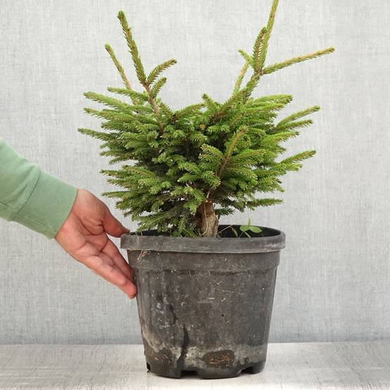 Picea orientalis Barnes - Sapinette d'Orient Pot de 3L/4L - Image 2