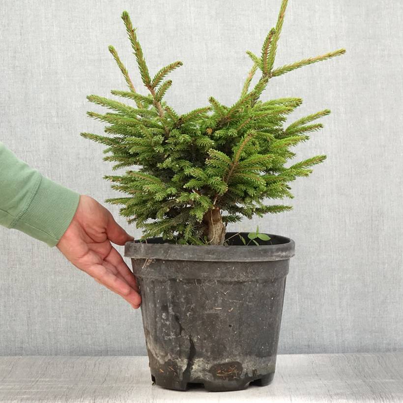 Picea orientalis Barnes - Sapinette d'Orient                          Pot de 3L/4L - Image 2
