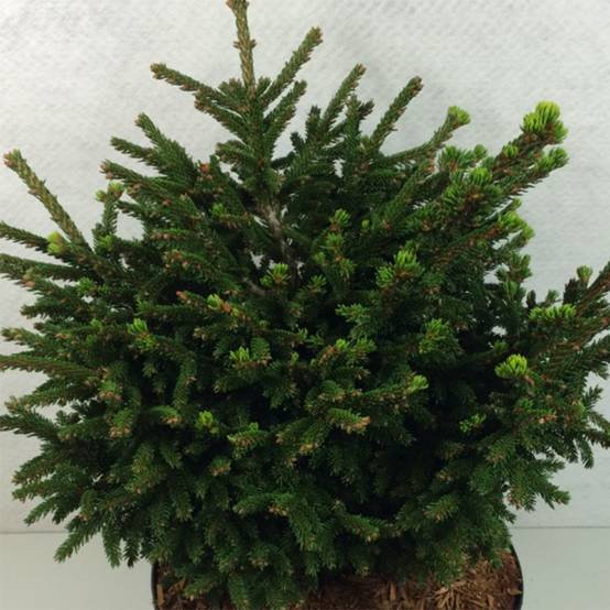 Picea orientalis Barnes - Sapinette d'Orient Pot de 3L/4L - Image 1