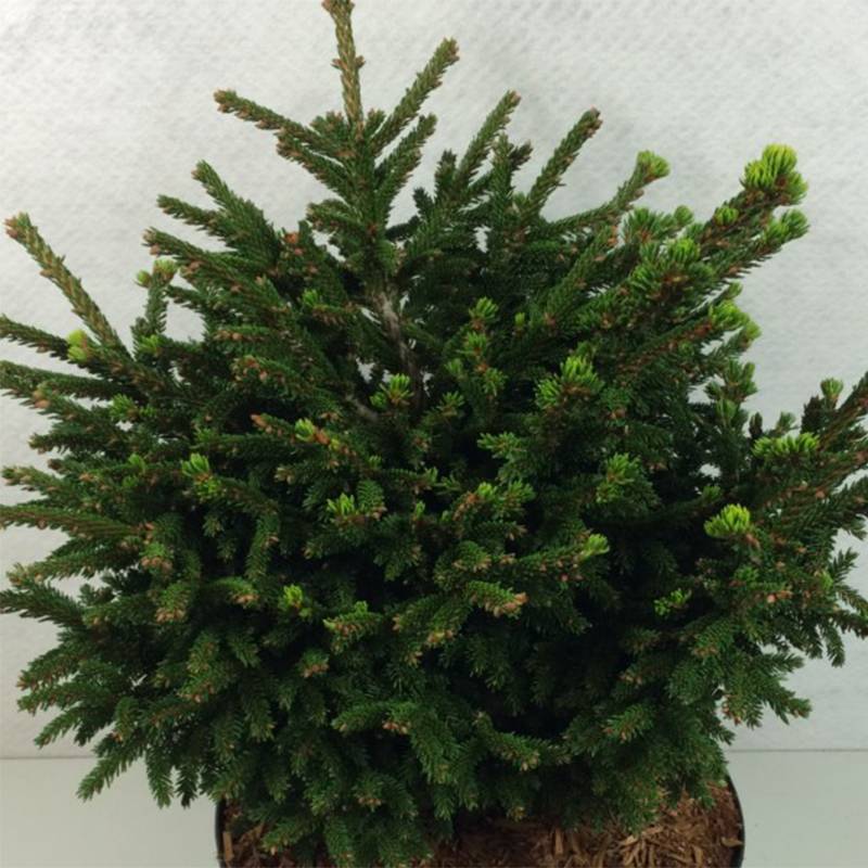 Picea orientalis Barnes - Sapinette d'Orient                          Pot de 3L/4L - Image 1