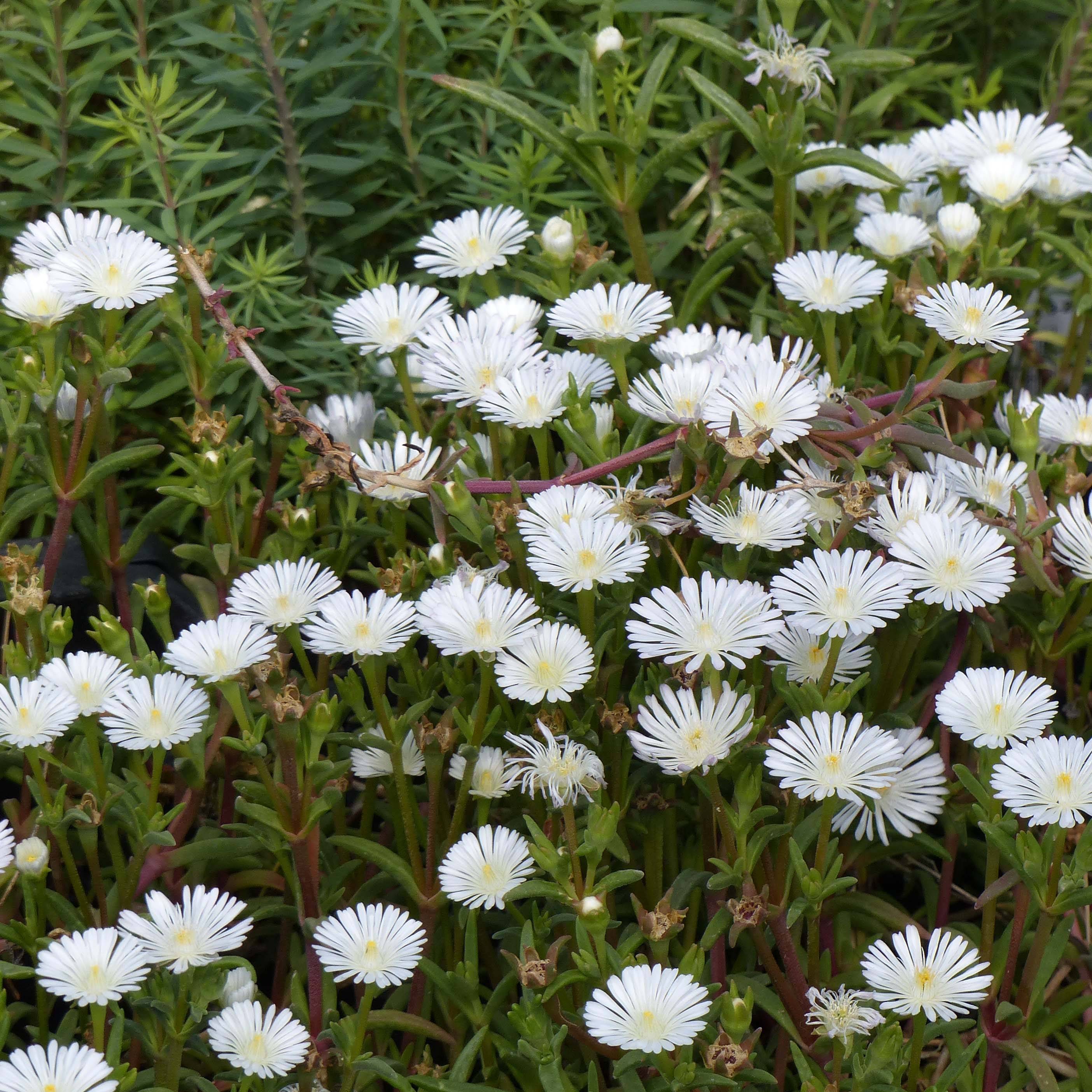 Delosperma Wheels of Wonder White Godet de 7/8 cm