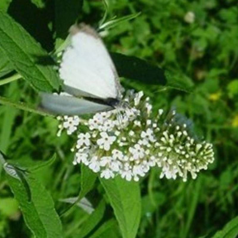 Arbre aux papillons blanc White Chip, Buddleia à fleurs Blanche - feuillage Caduc - Pot de 3L - 20/40 cm-  hauteur à maturité De 1,50 m à 2,00 m - Image 1