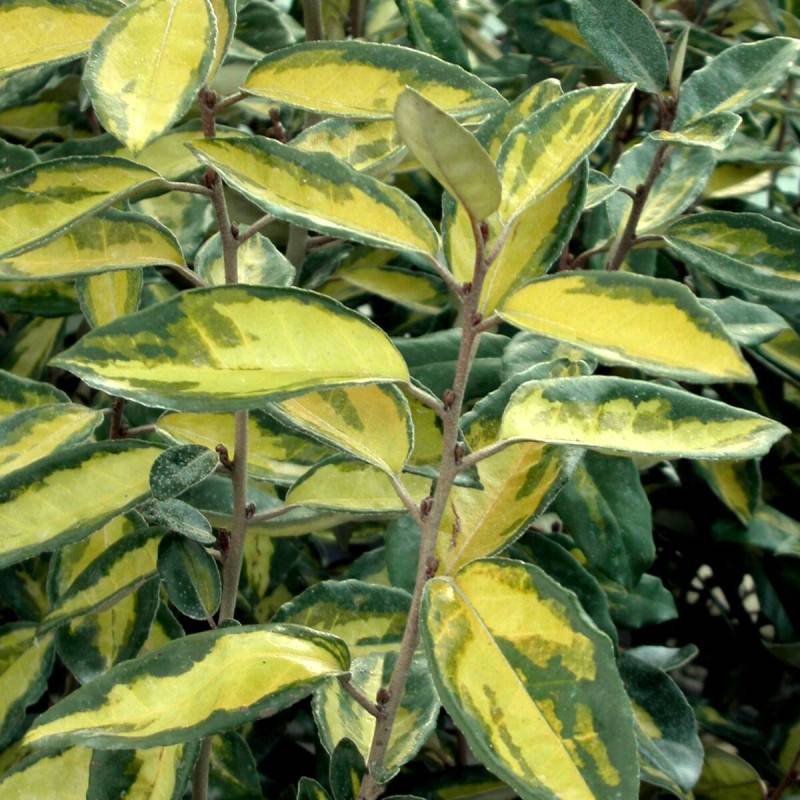 Elaeagnus panaché Limelight, Chalef à fleurs Blanche/ - feuillage Persistant - Pot de 7,5L - 60/80 cm - Image 1
