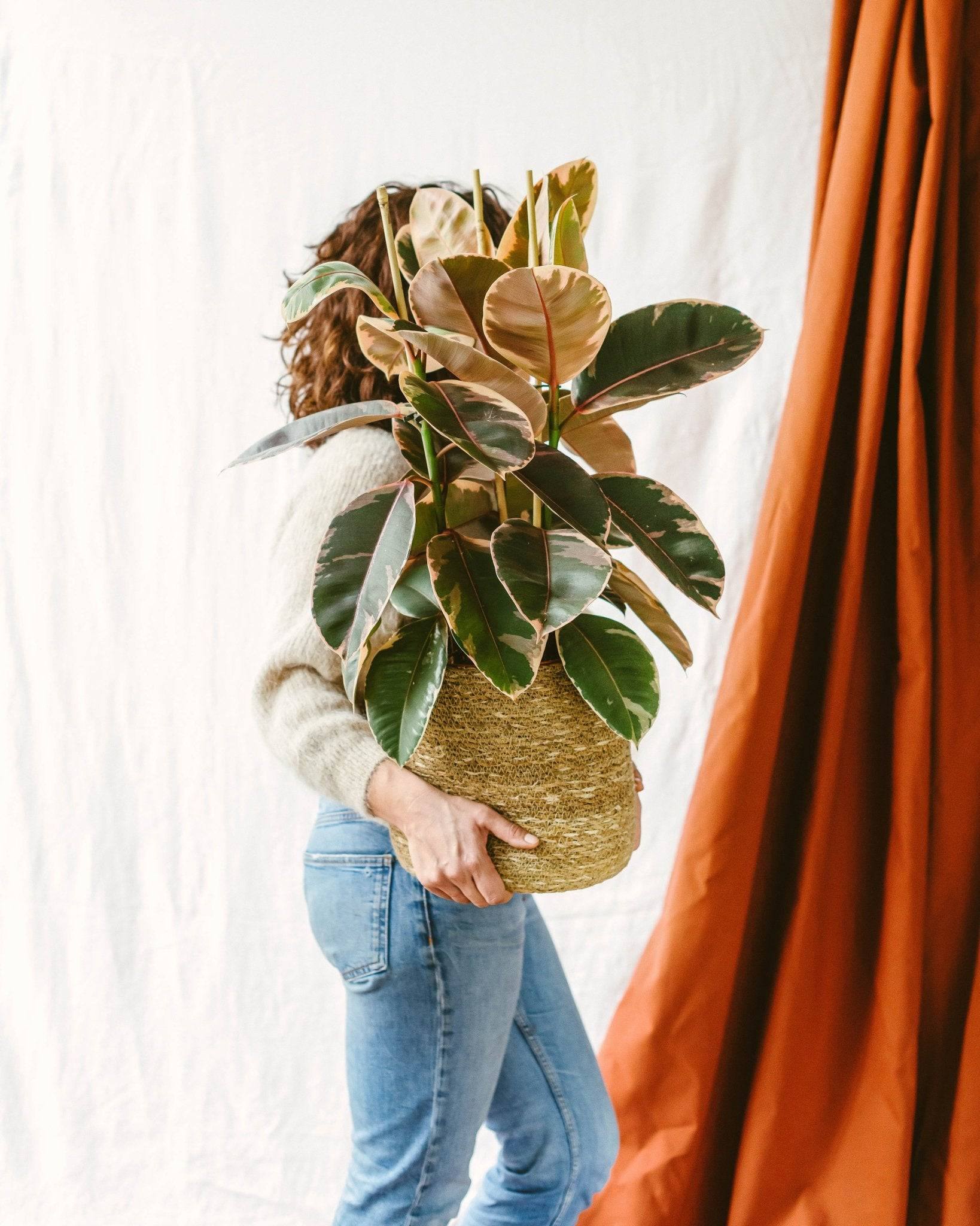 La Green Touch - Ficus Elastica Belize 80cm - Plante d'intérieur- La Green Touch - Image 2
