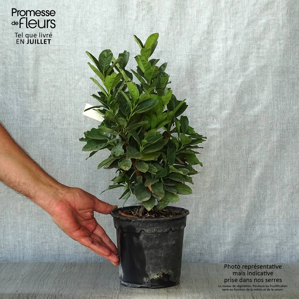 Laurier cerise nain - Prunus Laurocerasus Miniredia Pot de 2L/3L - Image 2
