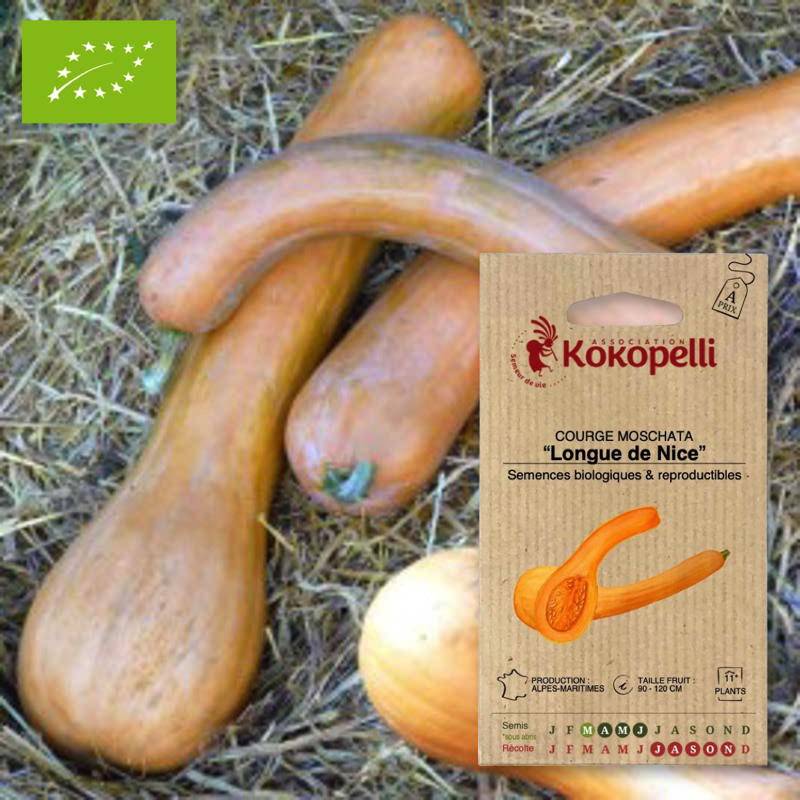 Courge Moschata Longue de Nice- Graines bio à semer - Image 1