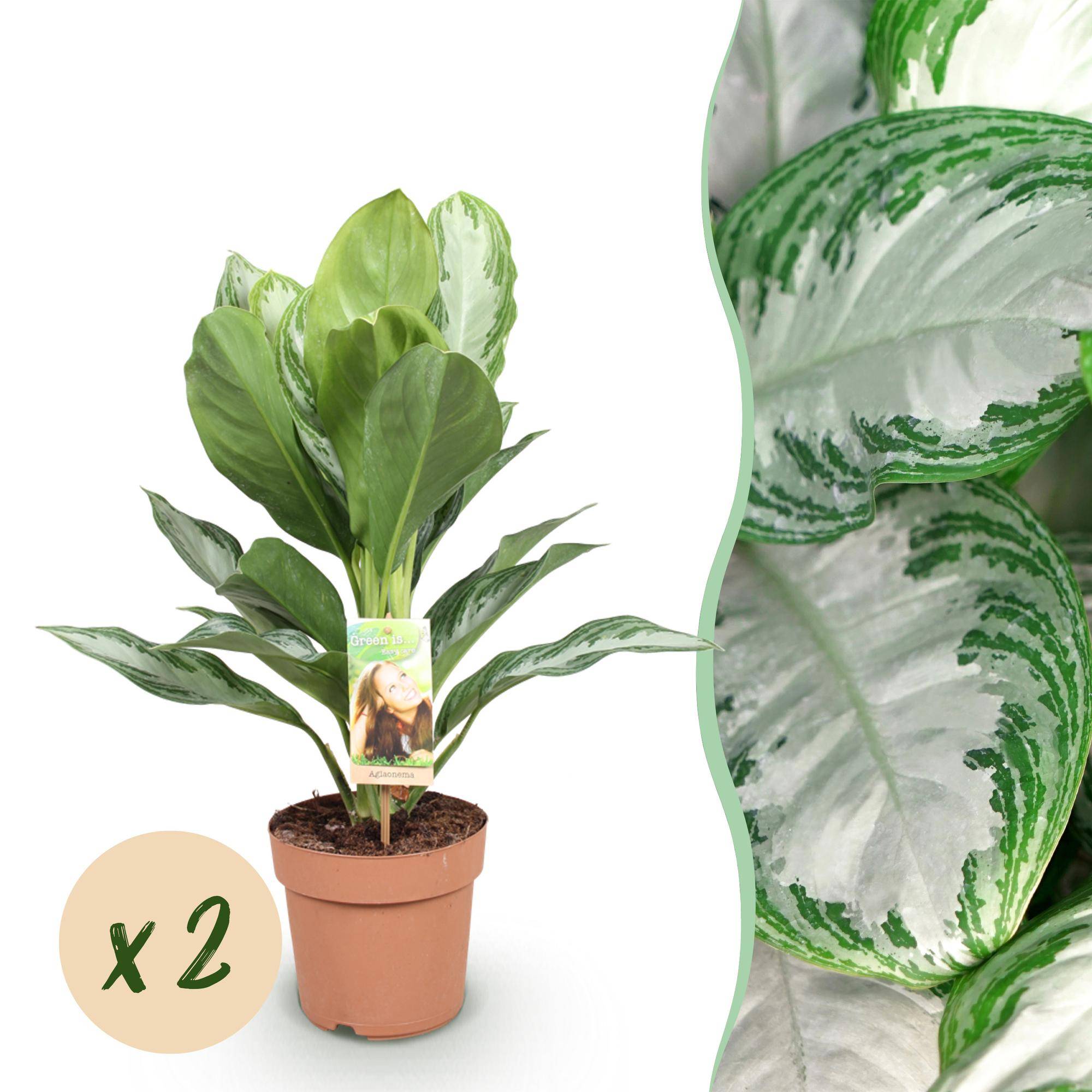 Aglaonema Silver Bay - Pot de 17cm - Hauteur 70-75cm - 2 plantes - Sans cache-pot - Plantes d'intérieur