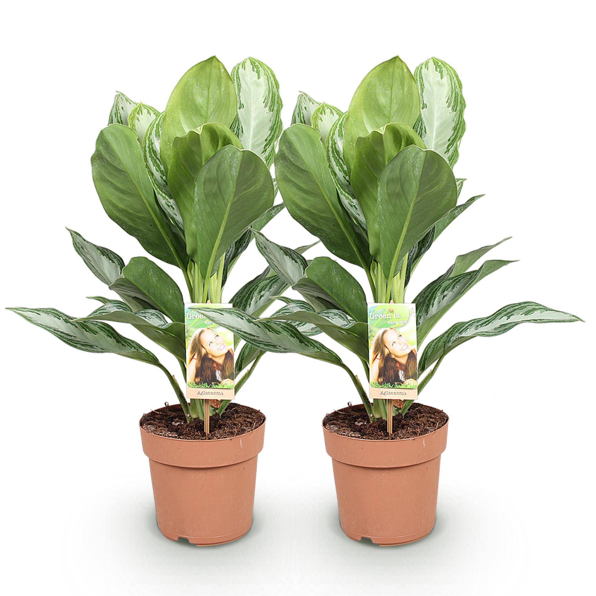Aglaonema Silver Bay - Pot de 17cm - Hauteur 70-75cm - 2 plantes - Sans cache-pot - Plantes d'intérieur - Image 2