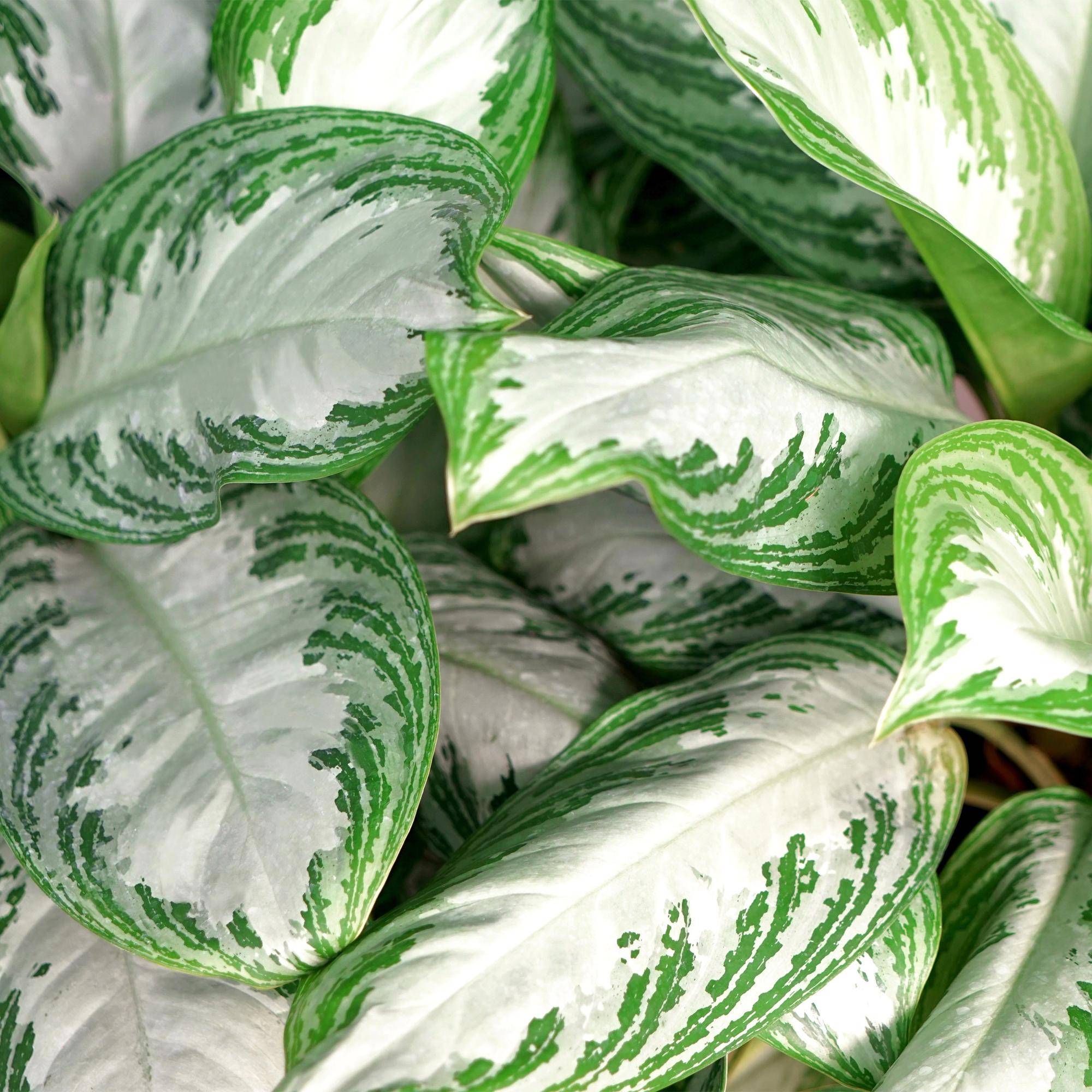 Aglaonema Silver Bay - Pot de 17cm - Hauteur 70-75cm - 2 plantes - Sans cache-pot - Plantes d'intérieur - Image 5
