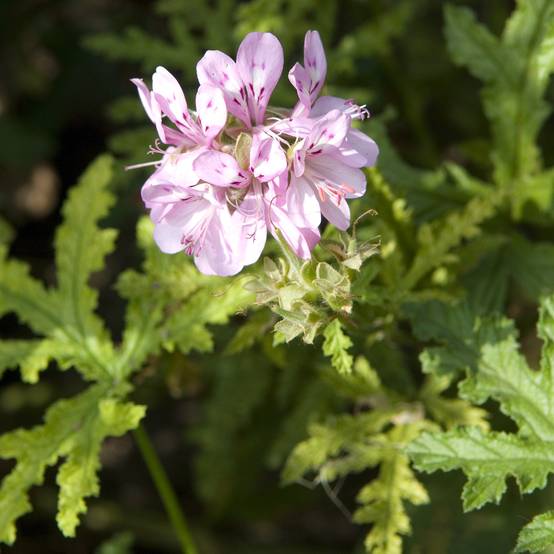 Pelargonium odorant pseudoglutinosum - Géranium botanique parfum balsamique Godet de 8/9 cm