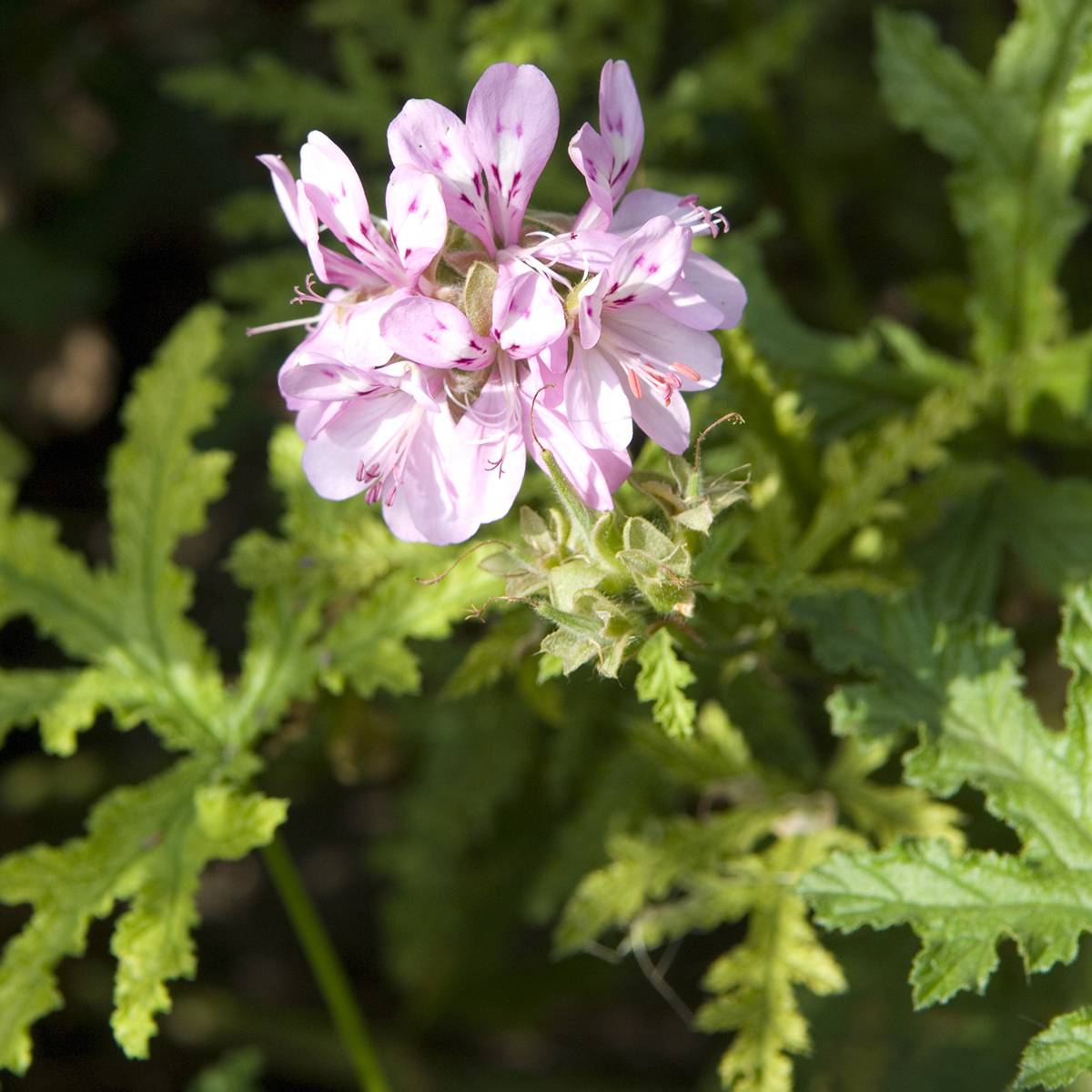 Pelargonium odorant pseudoglutinosum - Géranium botanique parfum balsamique Godet de 8/9 cm