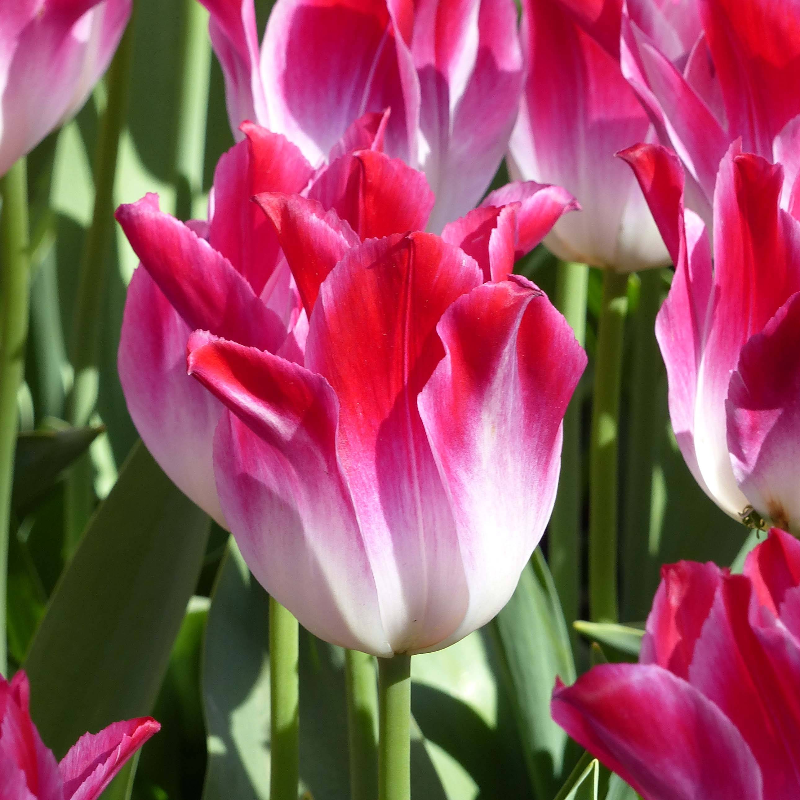 Promesse de Fleurs - Tulipe Triomphe Whispering Dream Bulbe calibre 11+ (par 10)