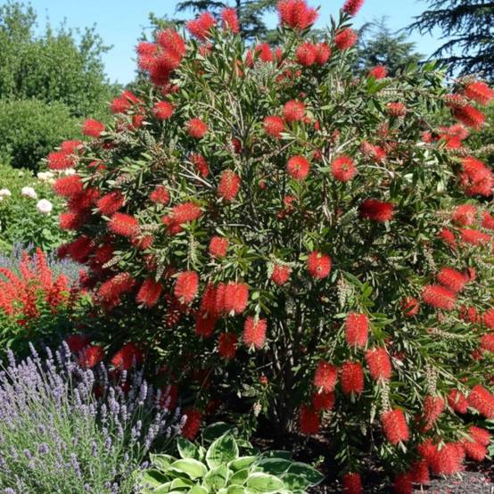 Rince-bouteilles Inferno® 'Yanferno', Callistemon à fleurs Rouge/ - feuillage Persistant - Pot de 3L - 20/40 cm - Image 4