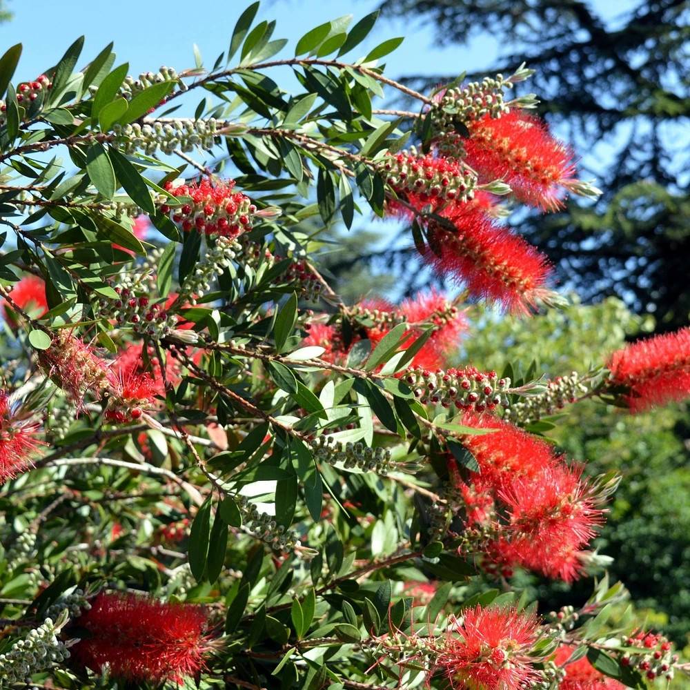 Rince-bouteilles Inferno® 'Yanferno', Callistemon à fleurs Rouge/ - feuillage Persistant - Pot de 3L - 20/40 cm - Image 1