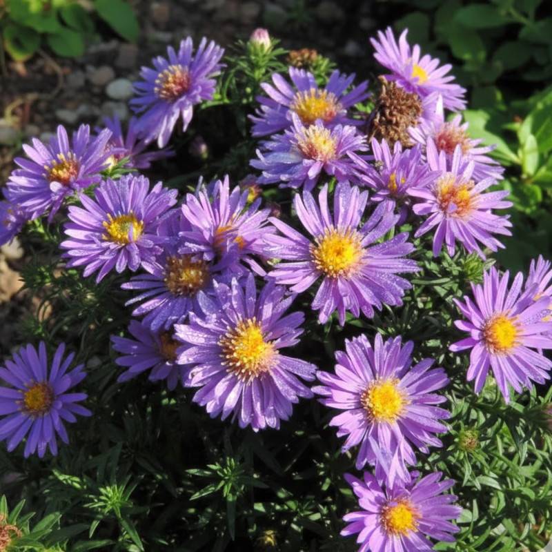 Aster d'automne Augenweide, Aster dumosus à fleurs Bleue/ - feuillage Caduc - Godet - 5/20 cm - Image 2