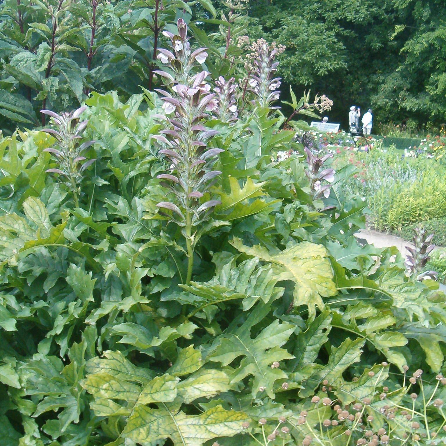 Acanthus hungaricus - Acanthe de hongrie Godet de 8/9 cm