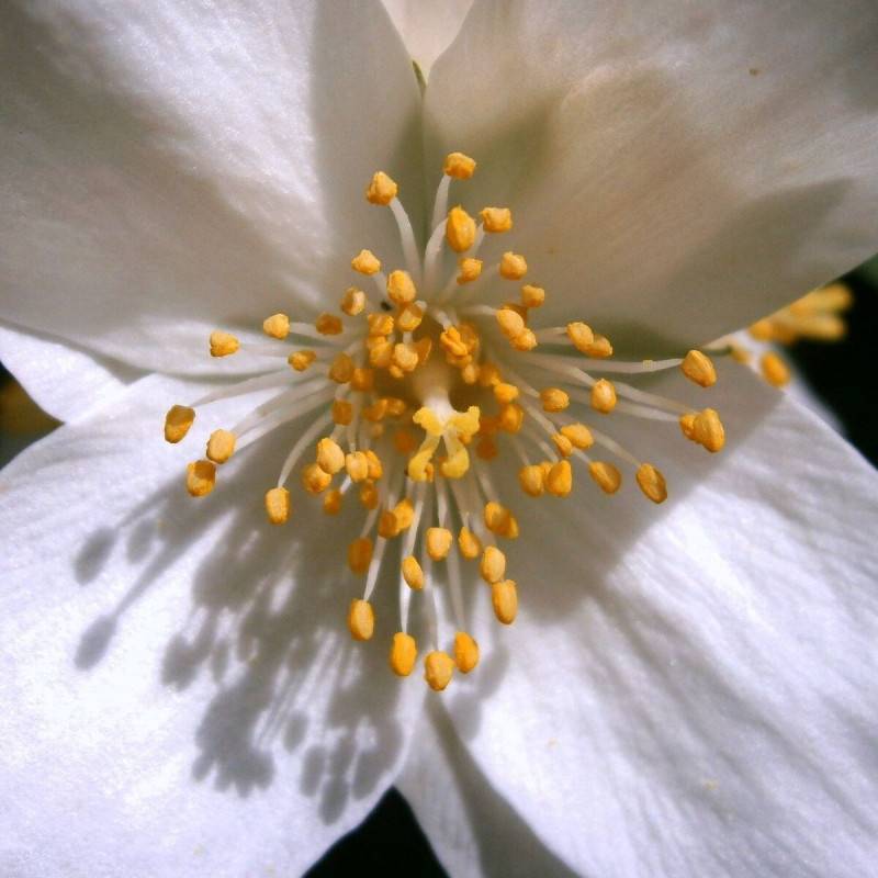 Seringat des jardins Belle Etoile, Philadelphus à fleurs Blanche - feuillage Caduc - Pot de 4L - 40/60 cm-  hauteur à maturité De 2,50 m à 3,00 m - Image 1