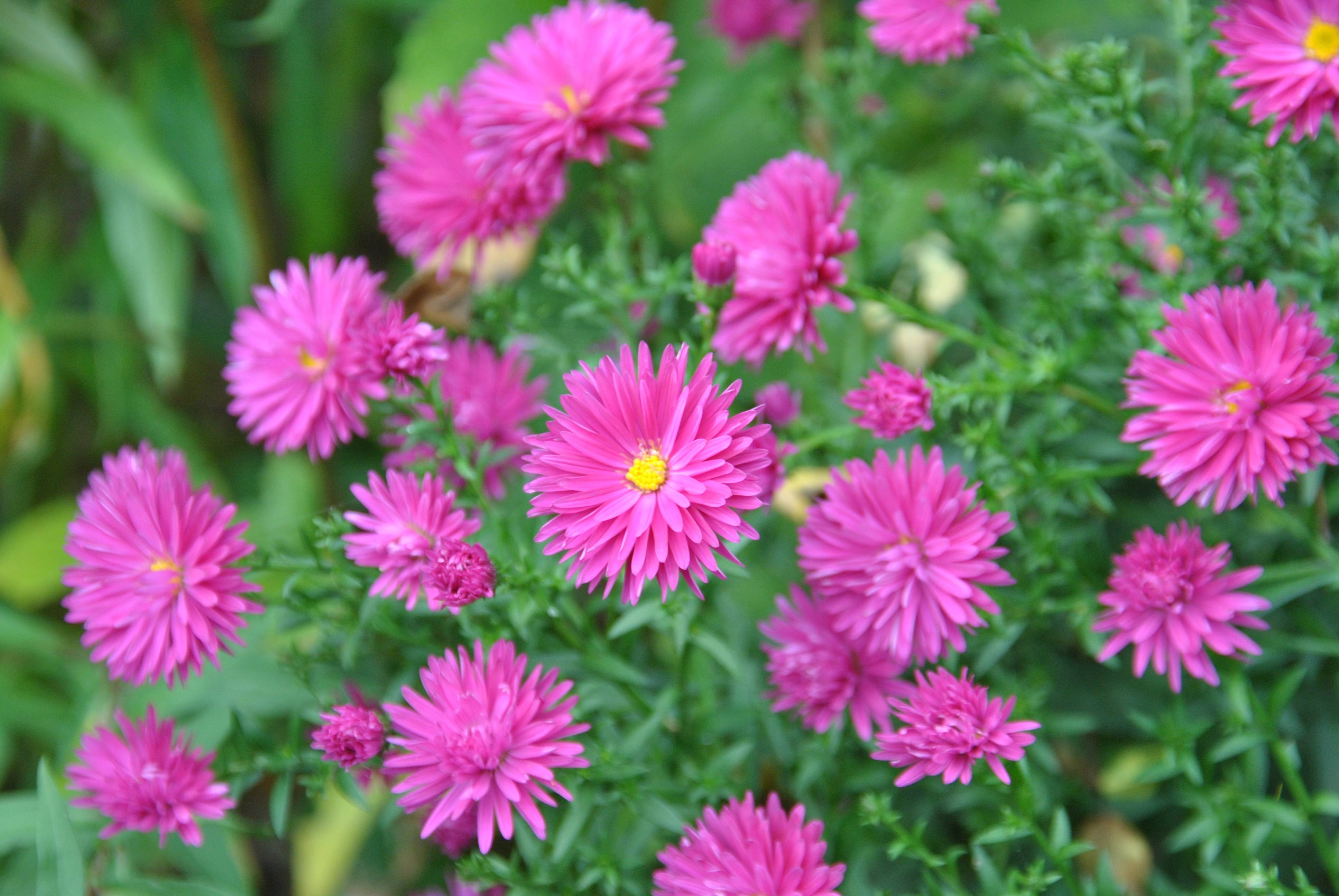 Promesse de Fleurs - Aster dumosus Neron Godet de 8/9 cm