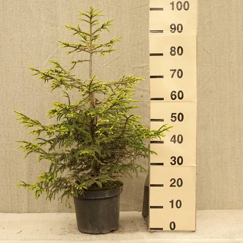 Picea orientalis Aureospicata - Sapinette d'Orient Pot de 7,5L/10L - Image 2