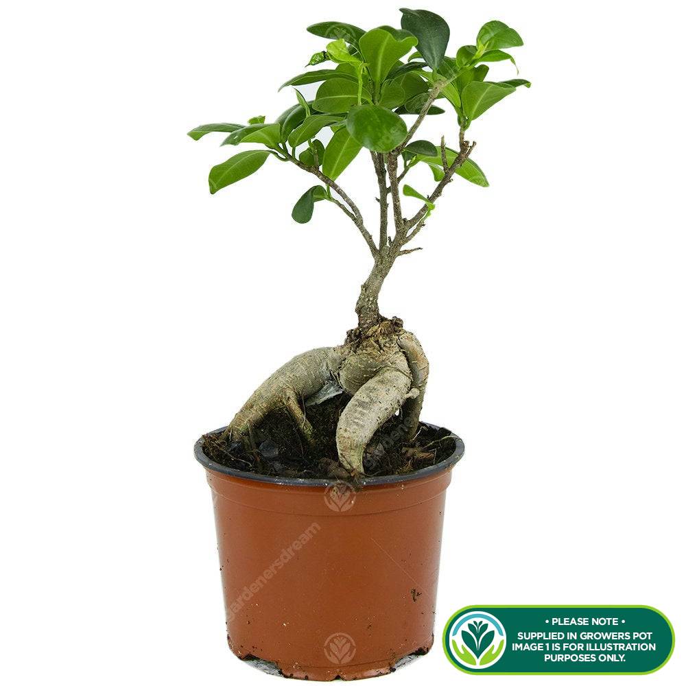 Gardenersdream - Bonsaï Décoratif D’Intérieur ‘Ficus Ginseng’ En Pot 12 Cm Plante Pour La Maison Ou Le Bureau - GardenersDream - Image 2