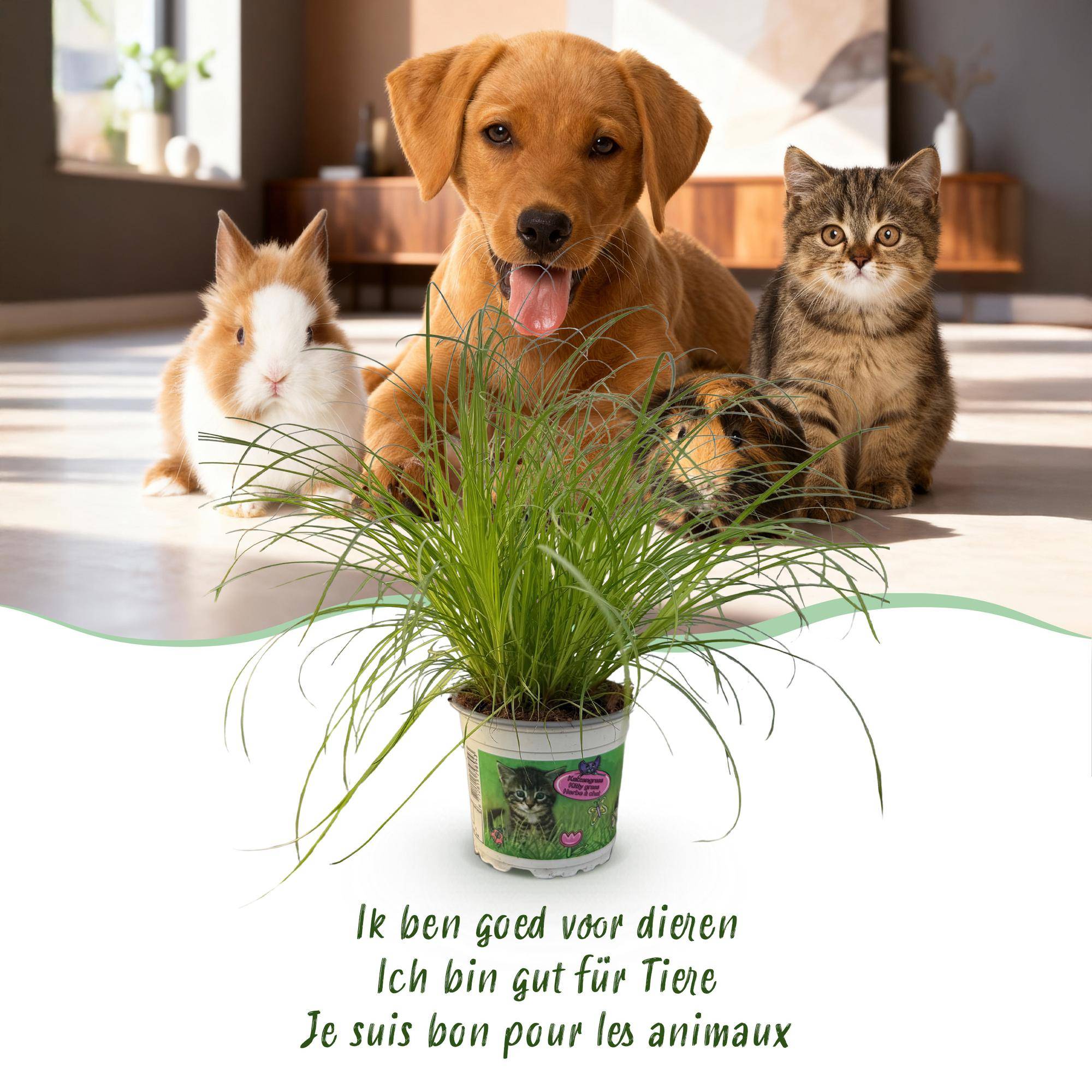 Cyperus alternifolius Zumula - Pet-friendly - Pot de 12cm - Hauteur 20cm - 1 plante - Panier - Plantes d'intérieur - Image 5