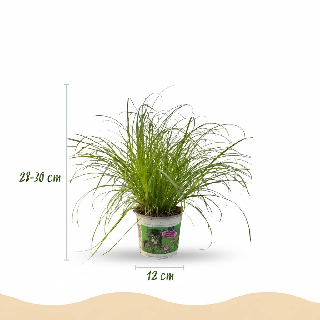 Cyperus alternifolius Zumula - Pet-friendly - Pot de 12cm - Hauteur 20cm - 1 plante - Panier - Plantes d'intérieur - Image 3