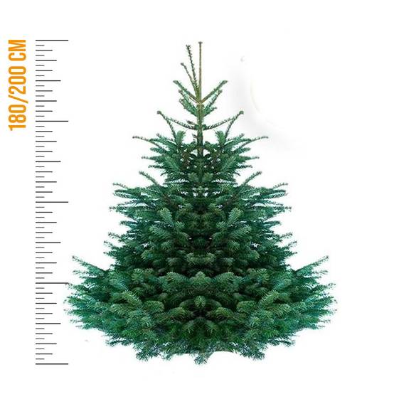 Sapin de Noël Nordmann naturel 180-200 cm pied percé - Image 3