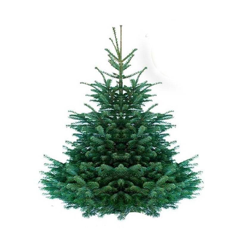 Sapin de Noël Nordmann naturel 180-200 cm pied percé - Image 6