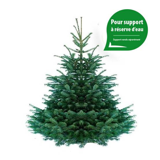 Sapin de Noël Nordmann naturel 180-200 cm pied percé - Image 4