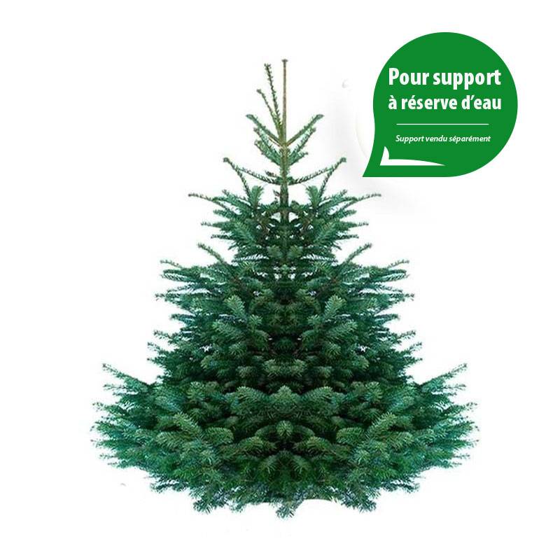 Sapin de Noël Nordmann naturel 180-200 cm pied percé - Image 4
