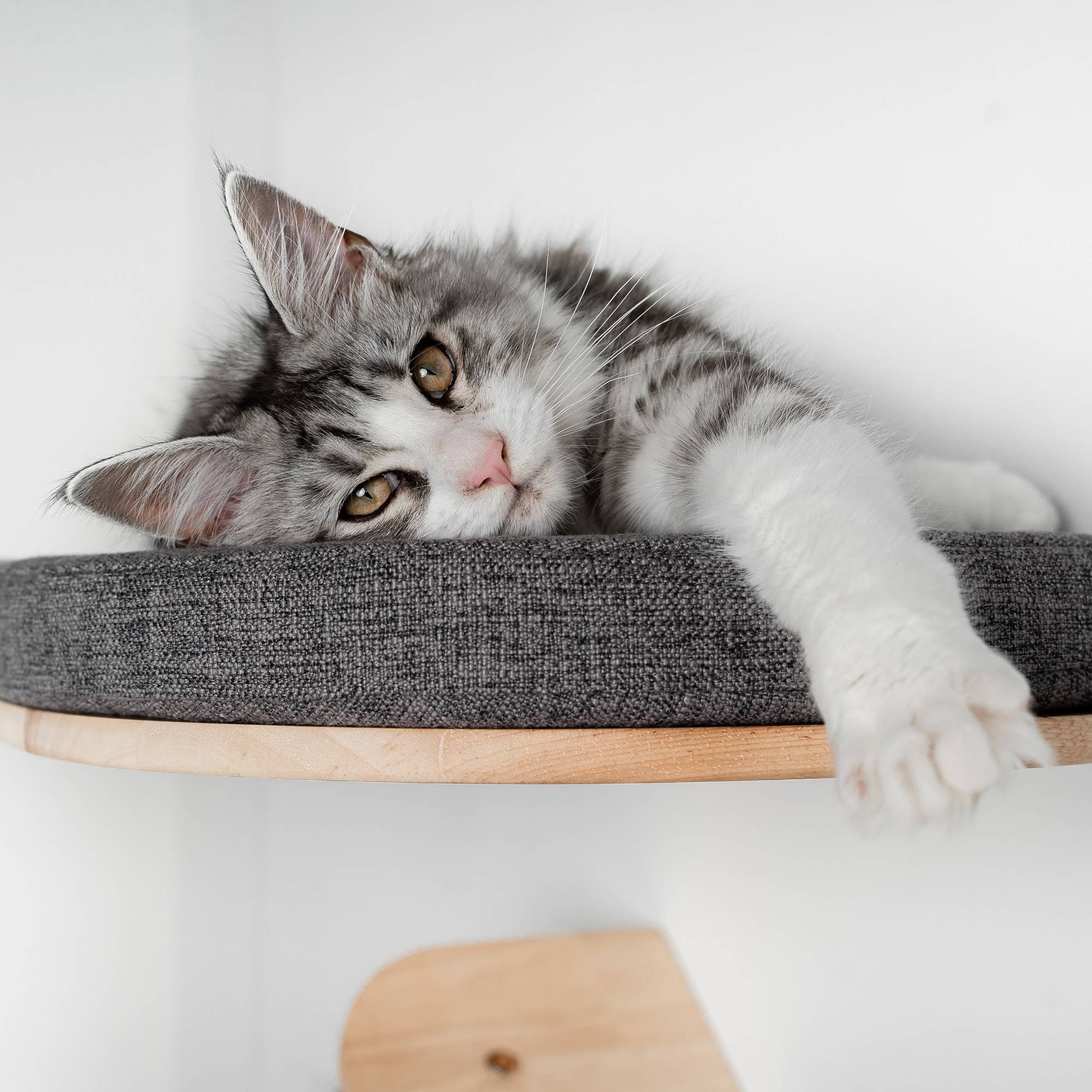 Rhr Concepts Bv - Mur d’escalade pour chat - Luxueux lit mural pour chat (gris) - RHR Concepts BV - Image 3