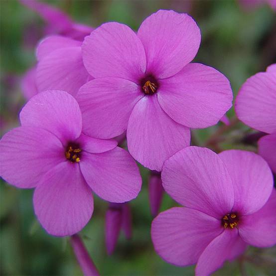 Promesse de Fleurs - Phlox stolonifera Home Fires - Phlox rampant Godet de 8/9 cm