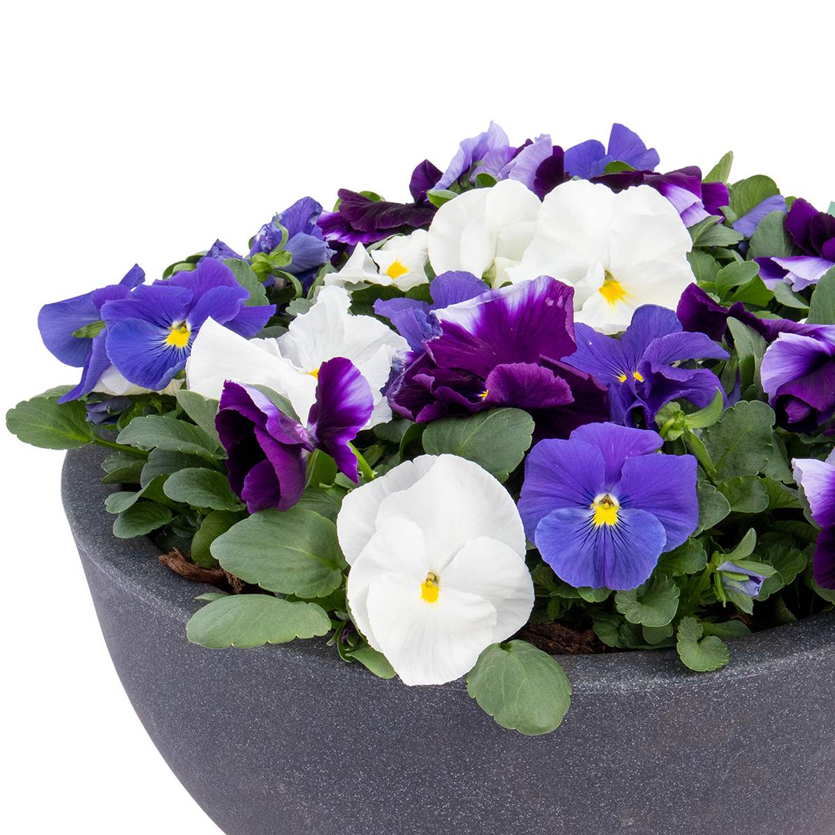 Graines de Pensée Inspire Plus Summer Skies Mix - Viola x wittrockiana le sachet de 25 graines environ