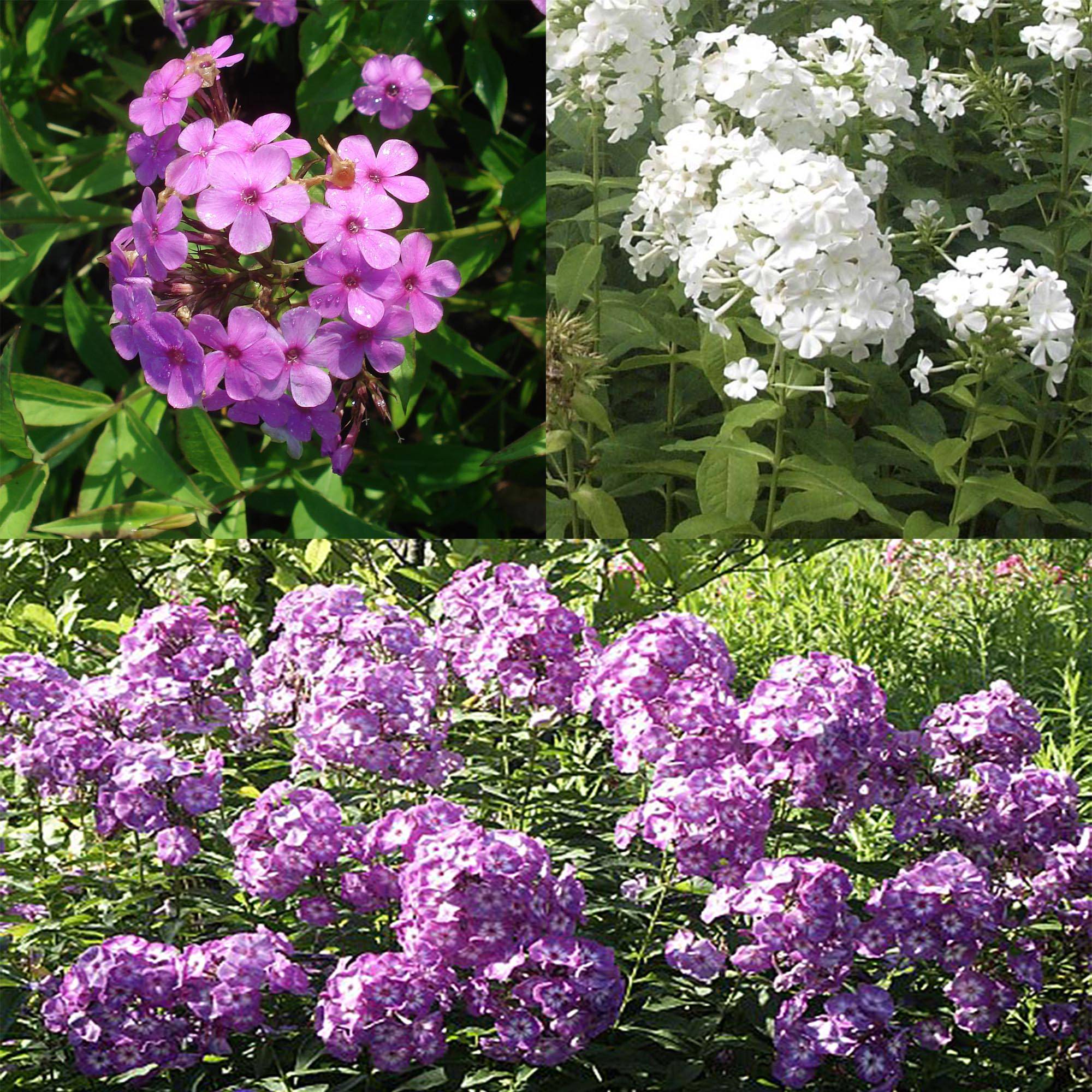 Promesse de Fleurs - Collection 3 Phlox paniculata - Collection de 3 plantes